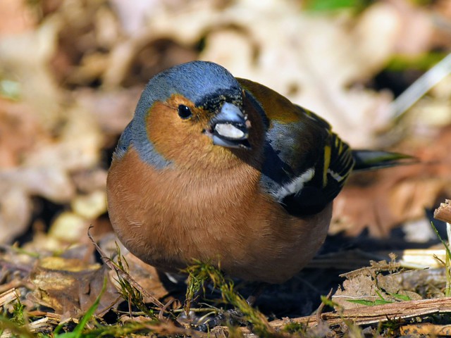 Chaffinch, Denny Wood, New Forest, Hampshire