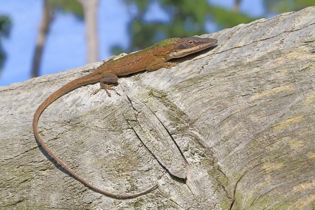 Brown Green Anole On Fence