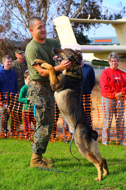 IMG_3333 Military Working Dog Demo