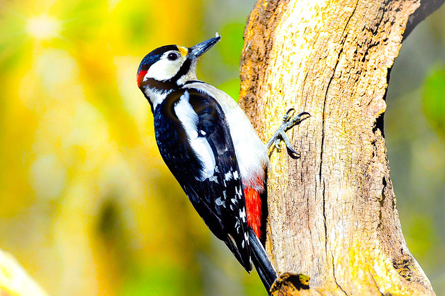 Great spotted woodpecker, New Forest, Hampshire