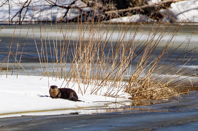 Otter on the bank enjoying a bit of sun