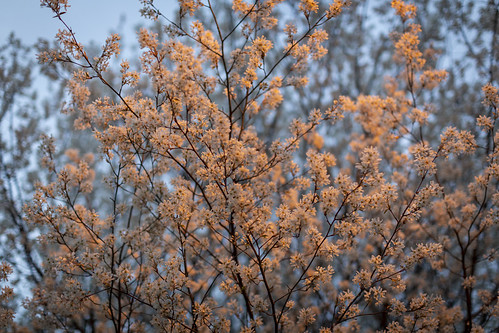 sunset spring flowers