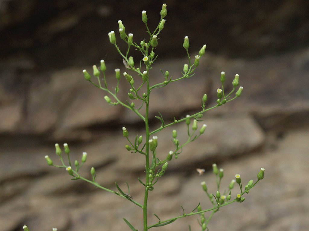 horseweed, Erigeron canadensis