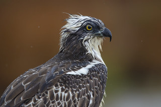 Falco pescatore - Osprey | by brandimarco