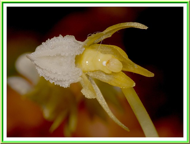 Epipogon sans feuille / Epipogium Aphyllum Hypochrome