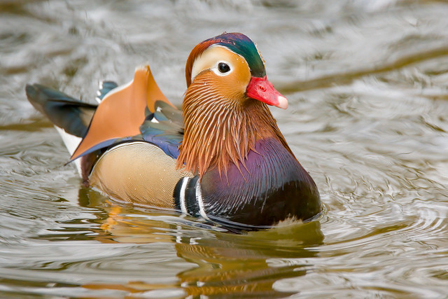 a mandarin duck