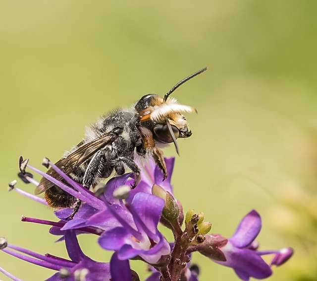 Megachile native bee cleaning