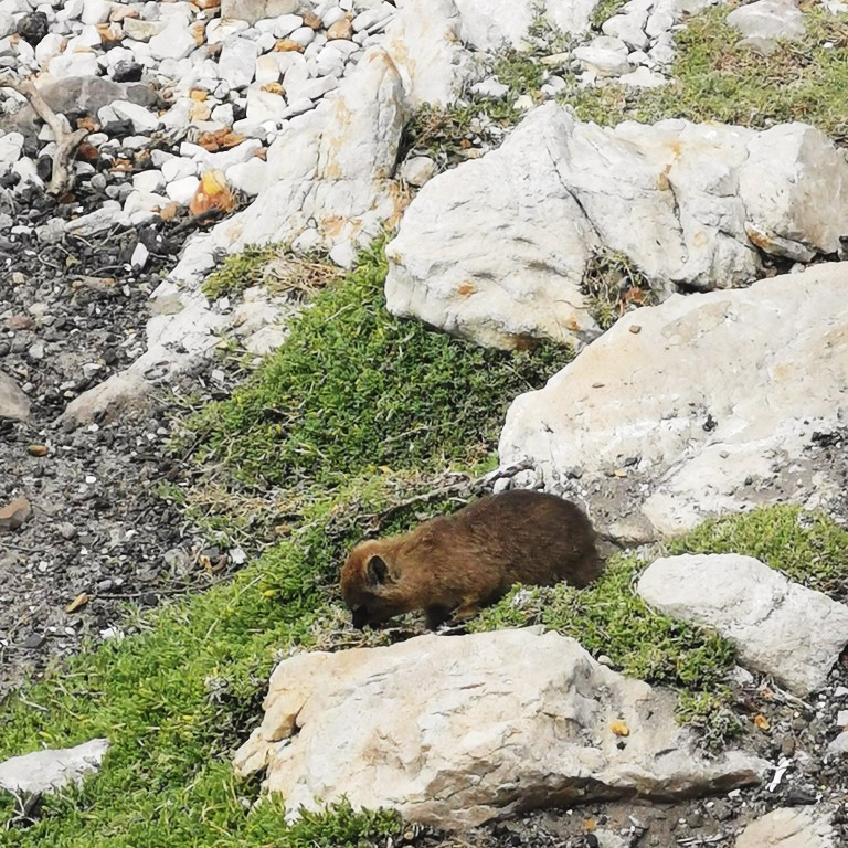 Dassie at Stony Point Nature Reserve
