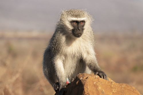 velvet monkey zimanga southafrica sony rx10m4 rx10 rx10iv animal