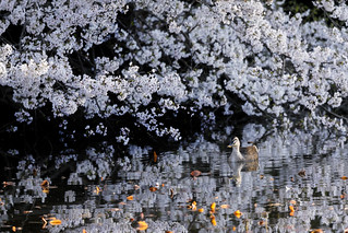 A duck with cherry blossoms. | by cate♪