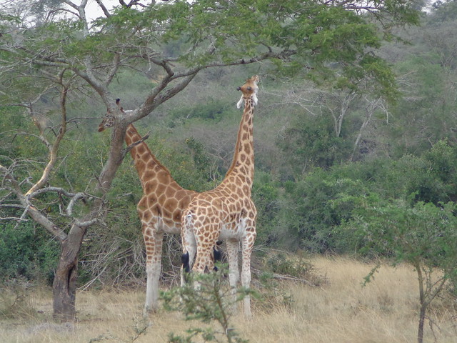 Giraffes in Lake Mburo national park in uganda