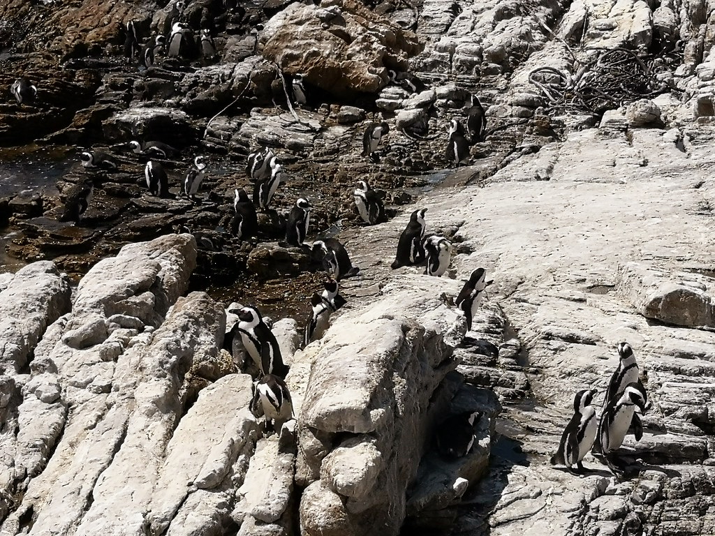 South African Penguins