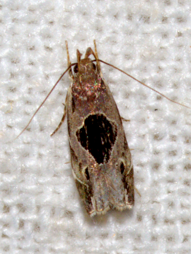 ecosystem/fauna/Twirler Moth(Helcystogramma hibisci)
