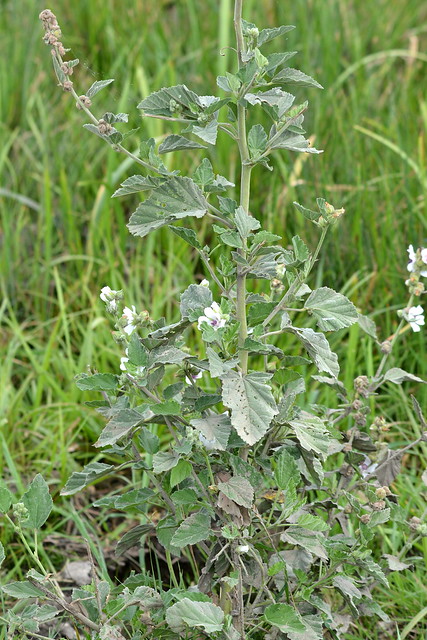 Althaea officinalis (Marsh-mallow / Heemst)
