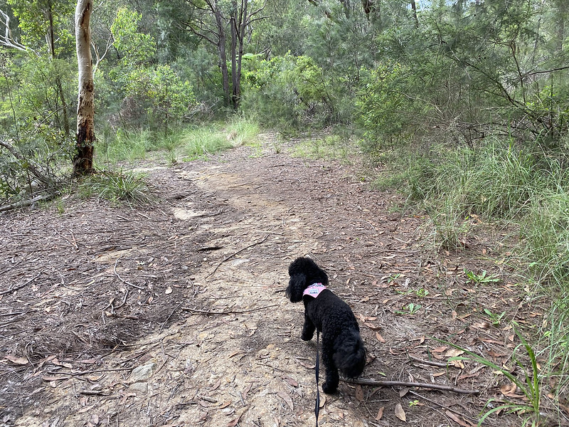 Scully on Patricia Trail