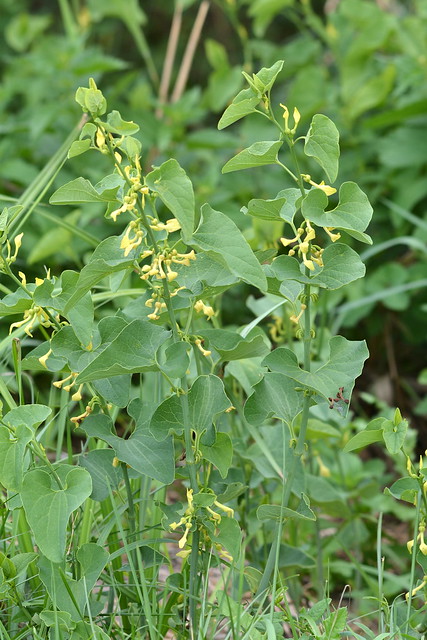Aristolochia clematitis (European birthwort / Pijpbloem)