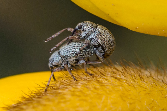 Mating Gorse Weevils - Exapion ulicis