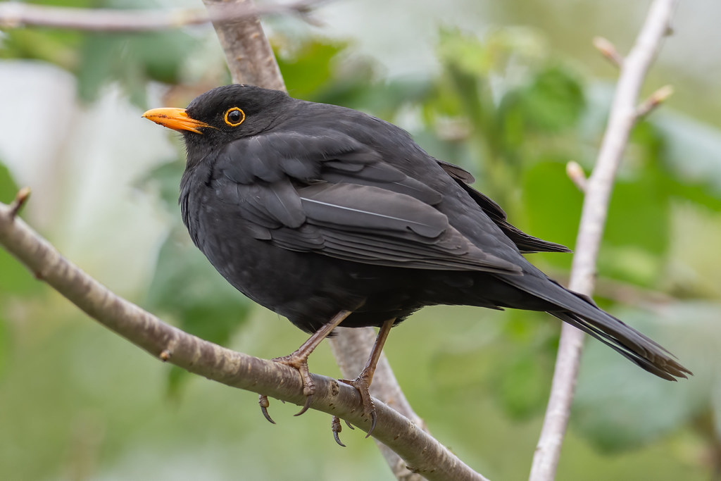Black Birds with Yellow Beaks in 2023 - Eurasian Blackbird