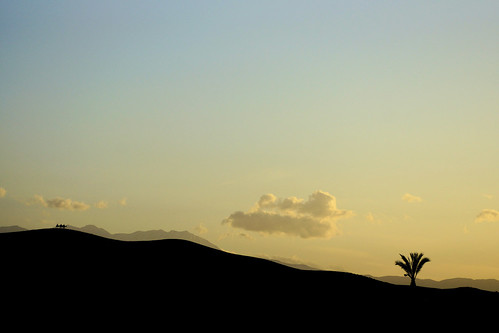 agafay desert morocco dromedary caravan sunset silhouette tree palm three journey