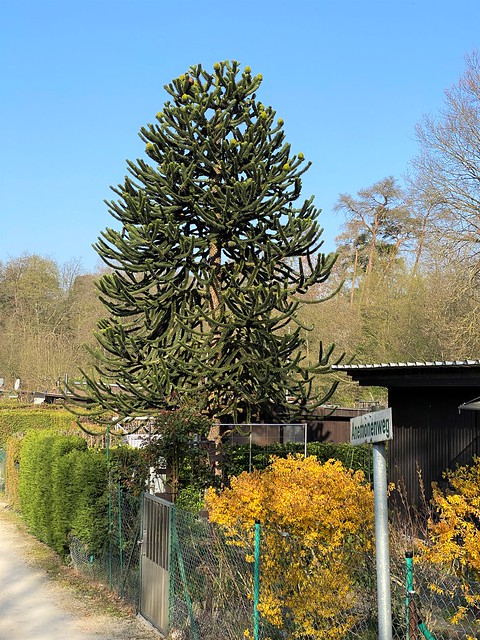 Tree in a Garden in Moerfelden-Walldorf, near Airport Frankfurt