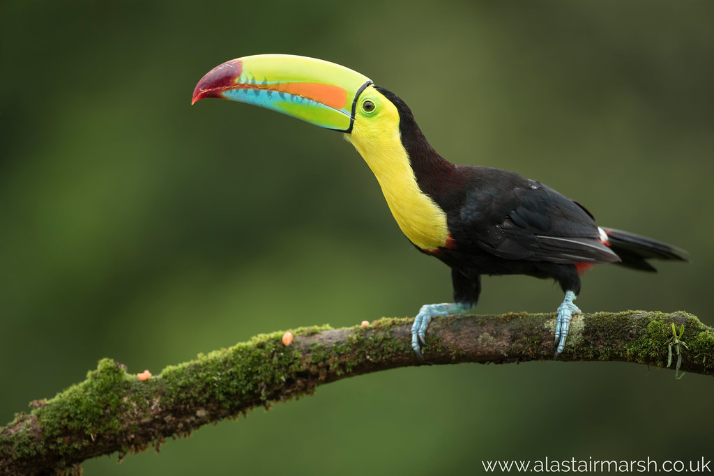 Keel-billed Toucan    - Most Beautiful Birds in the worlds