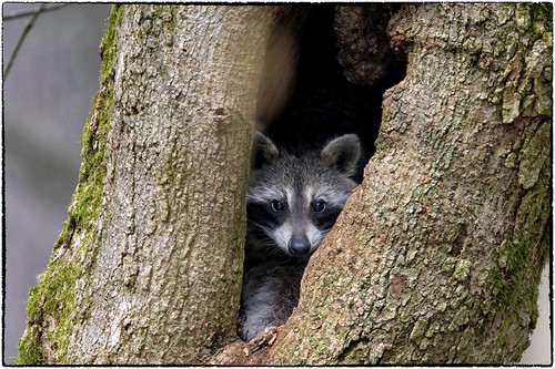 raphaelkopanphotography californiawoodspark d500 600mmf4evr 14xtciii handheld raccoon nature nikon