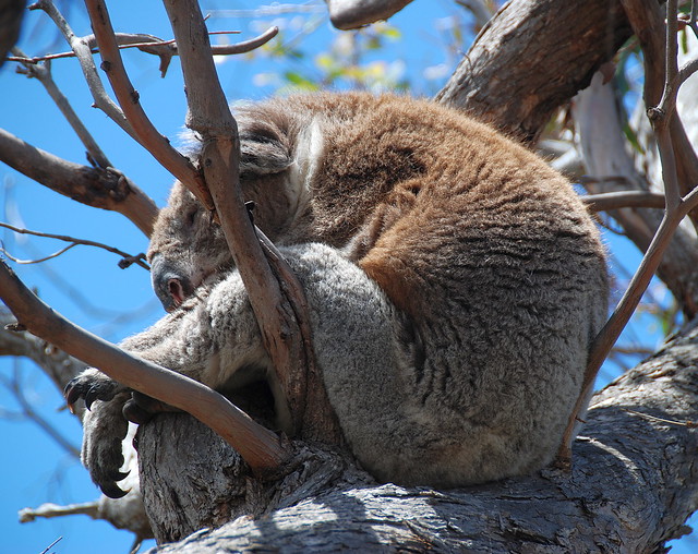 Downtime Down Under - A Koala on Raymond Island Finds Just the Right Position for a Snooze!