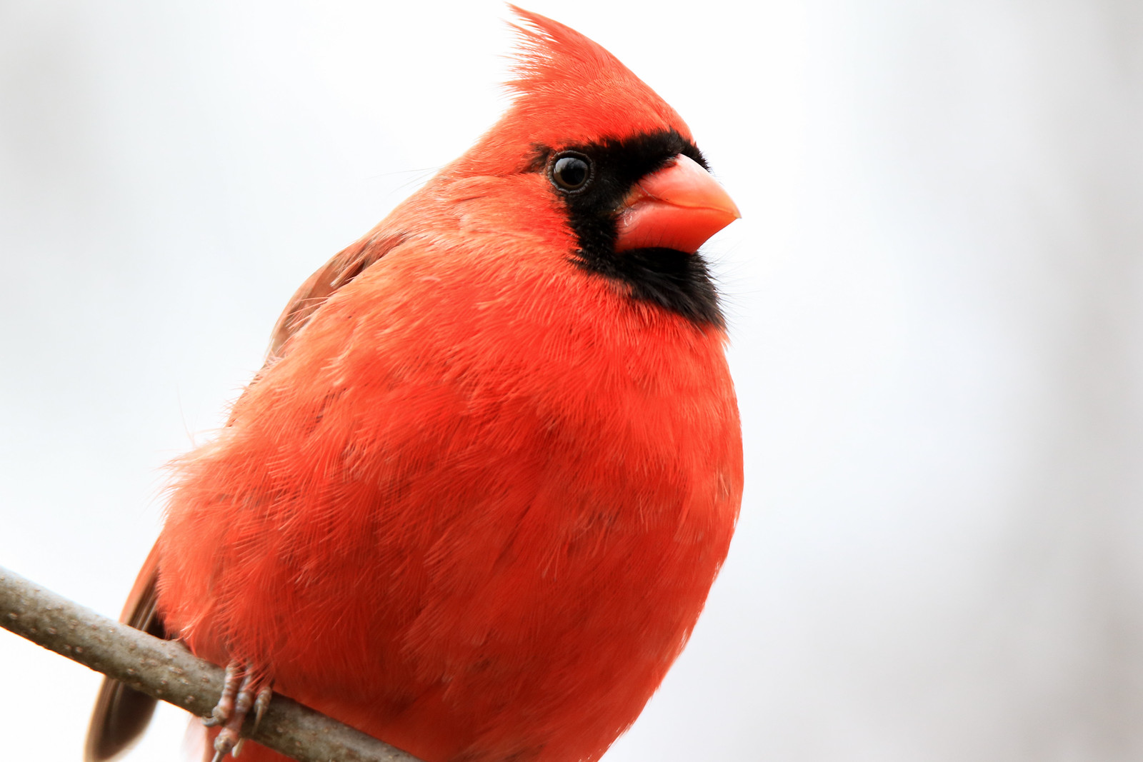 Northern Cardinal (male) 3
