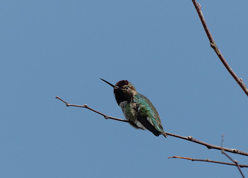 hummingbird_on_branch-20200328-100