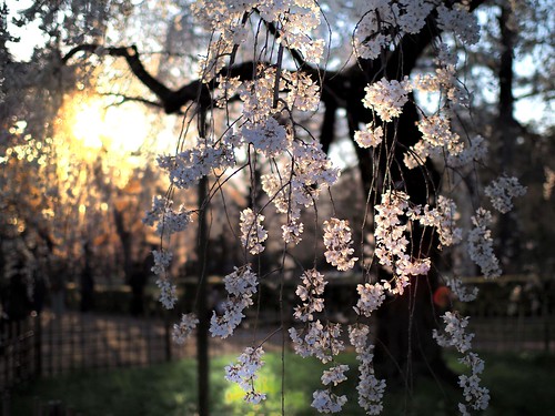 cherry blossomskyotojapan cherryblossoms kyoto spring