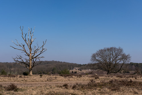 Lüneburger Heide | by jwendekamm