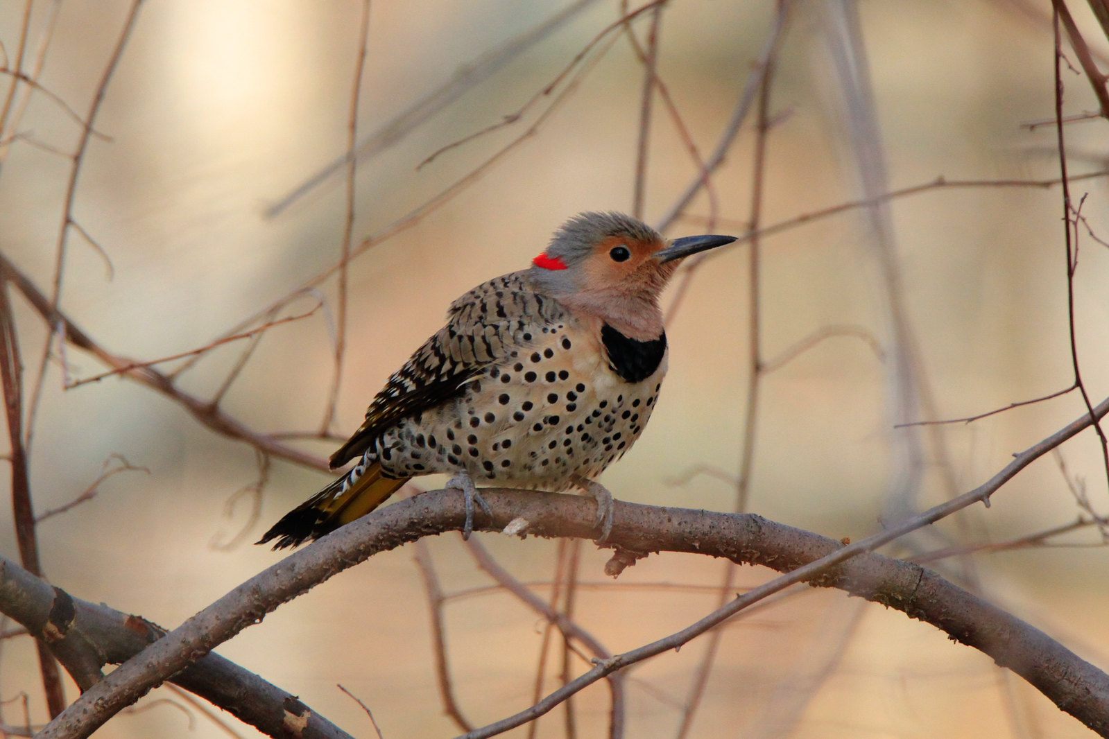 Northern Flicker (yellow-shafted, female)