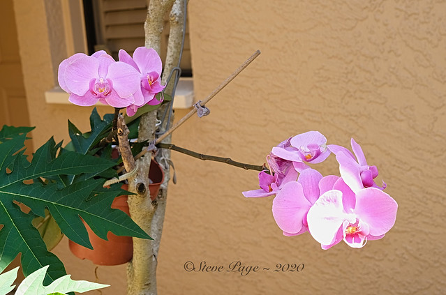 2020 Courtyard Orchids - Week #2