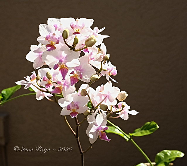 2020 Courtyard Orchids - Week #2