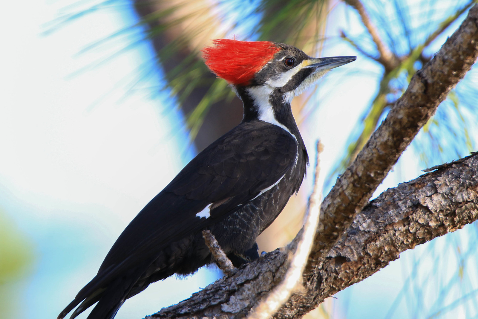 Pileated Woodpecker (female) 2