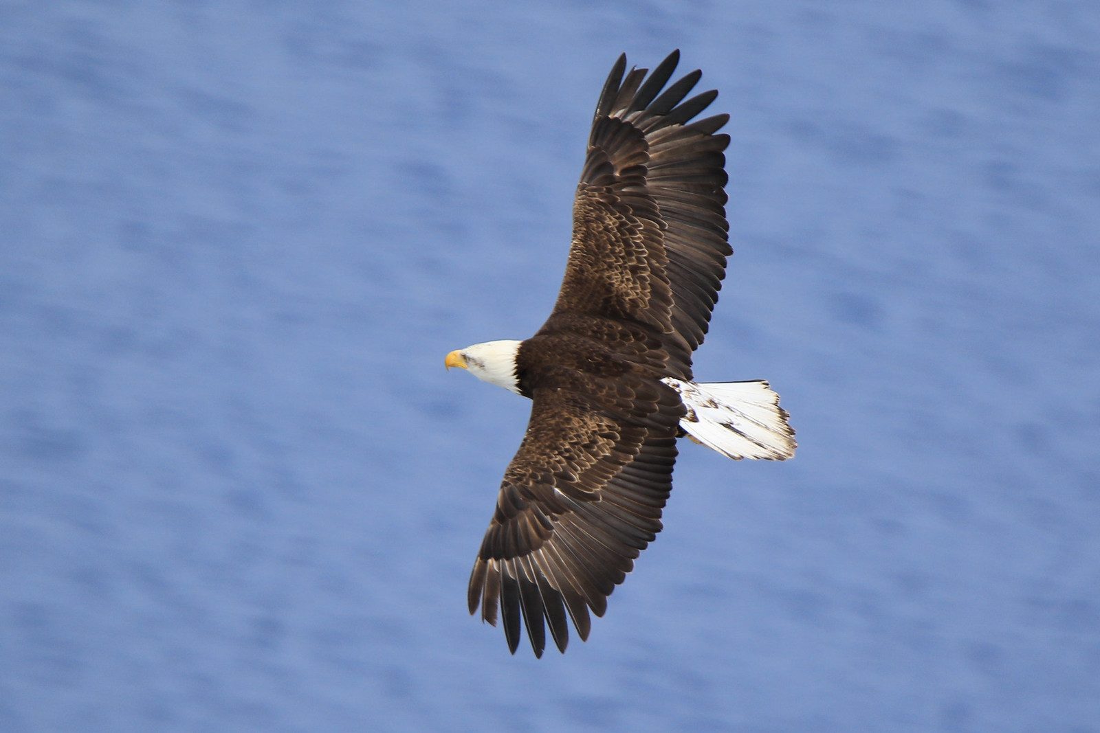 Bald Eagle (in flight) 2