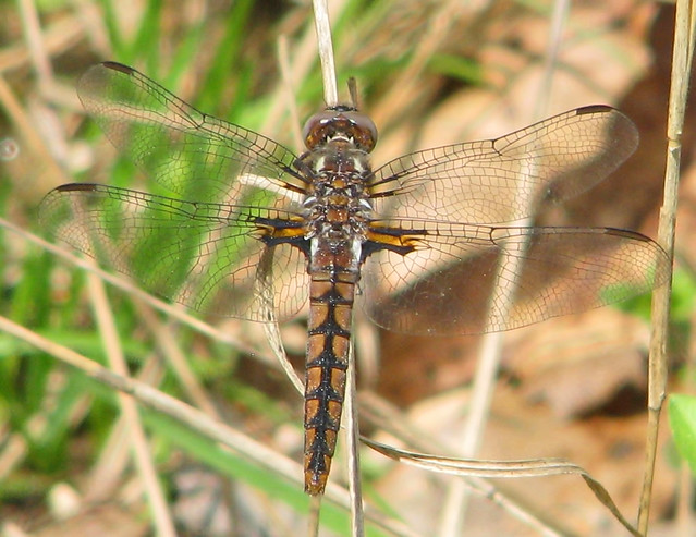 Blue corporal, immature female - one of foty