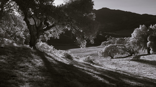 mountburdell novato marincounty california blackandwhite infrared oak trees grass hills shadows sunlight lateafternoon backlight landscape