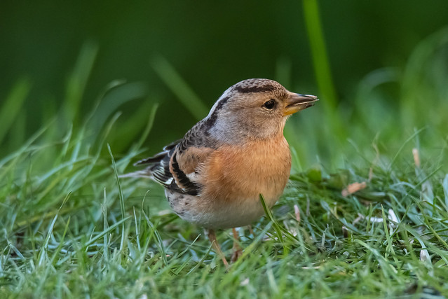 Bergfink / Brambling