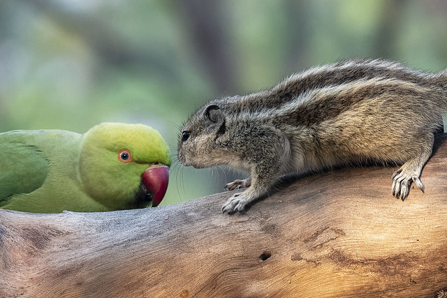 Parrot and squirrel - Bharatpur - India