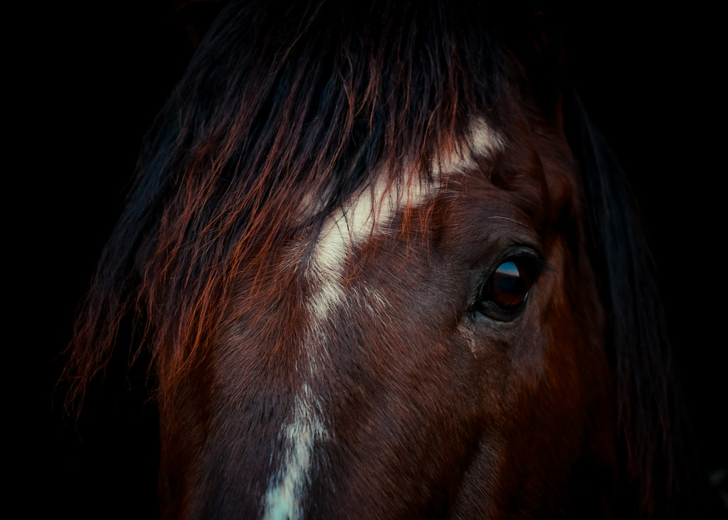 Horse-1457