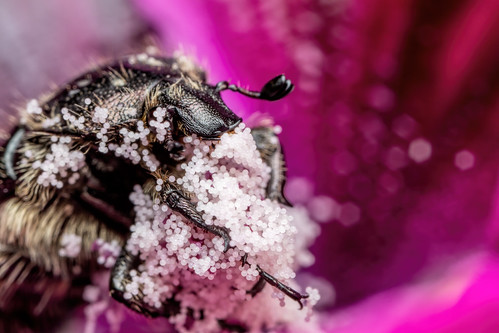 Chafer Beetle Eating Pollen II