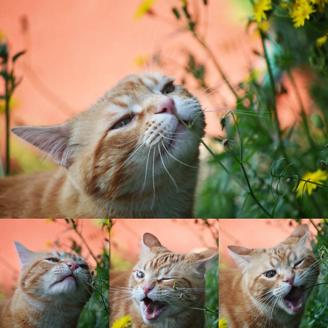 Spritz enjoying the scents of spring 😽🌻🌼🌿