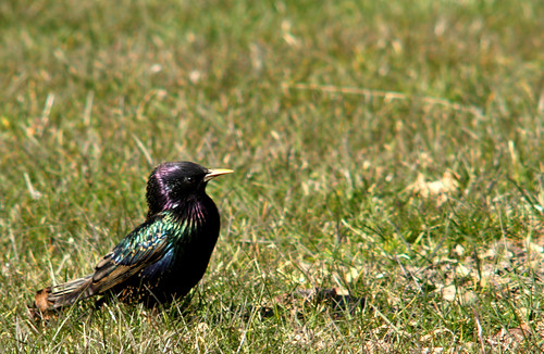 Common Starling, Sturnus vulgaris, Stare | Common Starling, … | Flickr