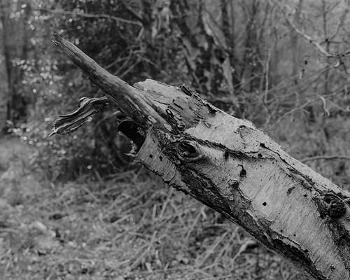tree decay ancientwoodland blackandwhite monochrome ruralnortheast landscape largeformat 4x5 ilfordortho walkertitansf