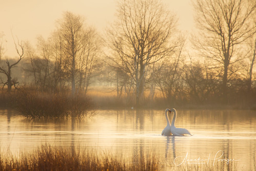 swan zwaan zwanen liefde love ochtend sunrise zonsopkomst dwingelderveld natuur natuurfotografie goud