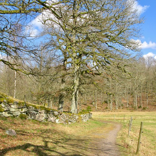 bryngenäs oak ek spring alingsas alingsås sweden sverige