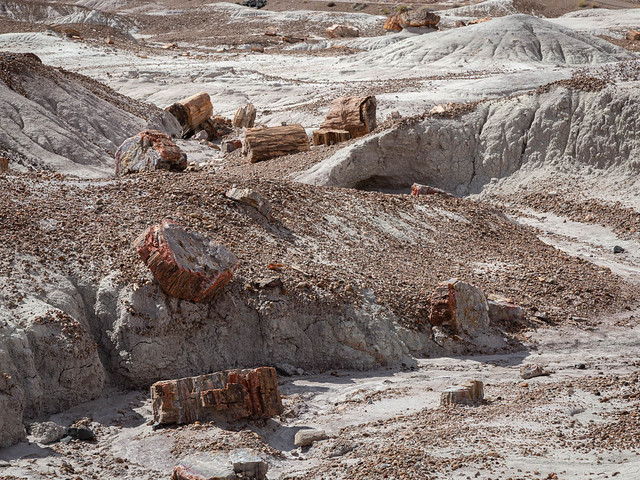 Geology Project 008 - Petrified Wood in Petrified Forest National Park, Arizona