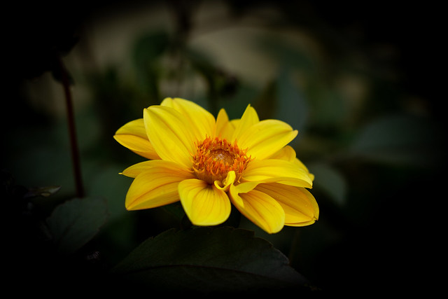 Yellow Flower from Backyard