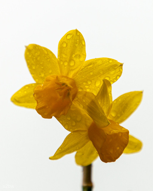 Daffodils with Rain Drops.jpg